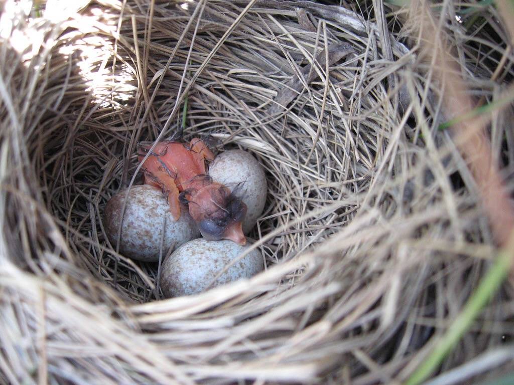 Saltmarsh sparrow nest with freshly hatched chick and eggs by U. S. Fish and Wildlife Service - Northeast Region is marked with Public Domain Mark 1.0.